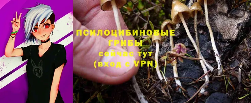 Галлюциногенные грибы Psilocybine cubensis Сарапул